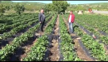 Bursa'da çilek hasadına başlandı