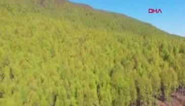 Bursa'da tırtıl istilasına uğrayan ormanlar yeniden yeşerdi