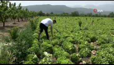 Bursa'da çiftçinin mahsulü tarlada çürüdü