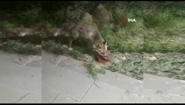 İftar sofrasına gelen tilkiyi beslediler