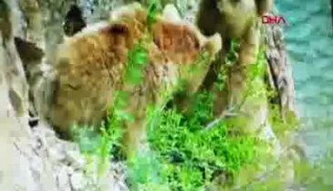 Çoruh Nehri'ne inen boz ayılar görüntülendi