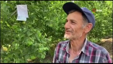 Bursa'da aşeren hamile eşi için topladığı eriğin parasını ağaca astı