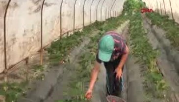 Bursa'da üreticinin yüzünü çilek güldürdü
