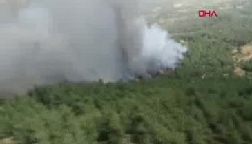 Muğla'nın Milas ilçesinde orman yangını