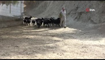 Bursa'da bu koyunu almak isteyenler 5 ay sıra bekliyor