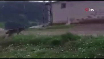 Nadir görülen vahşi vaşak yerleşim yerine indi