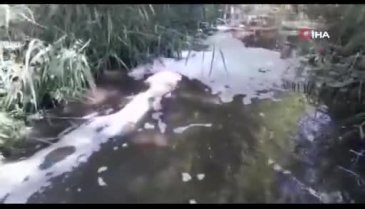 Bursa'da hayvan çiftliğinden atılan atıklar dereyi yaşanmaz hale getirdi