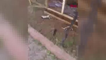 Kedi ve 6 yavrusunun öldürülmesi tepkilere neden oldu