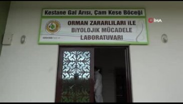 Bursa'da katil arılara karşı ormanlara böcek salındı