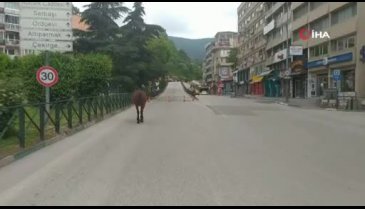 Bursa'da başı boş at paniği