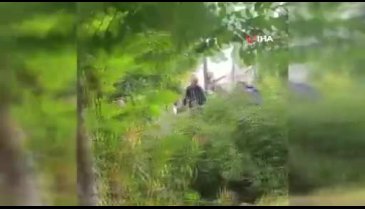 Bursa'da çiftlikten kaçan tavus kuşunu yakalamak için kilometrelerce kovaladılar