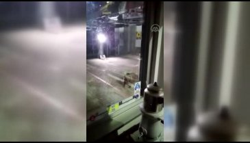 Bursa'da teleferik istasyonuna ayı girdi!