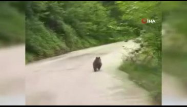 Yavru ayı kaçtı, onlar kovaladı!