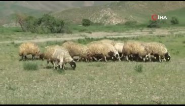 Sarı kızın sahibi Mehmet amcaya 20 koyun