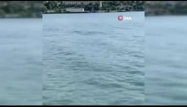 Bursa'da yunusların keyfi böyle görüntülendi