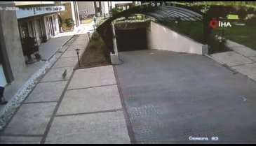Köpekli çifte dünyayı dar etti