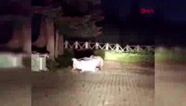 Bursa'da aç kalan ayı çöp konteynerinde yiyecek aradı
