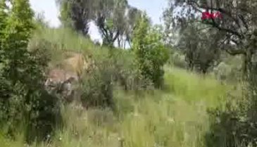 Bursa'da defineciler, Roma dönemine ait mezar odasını talan etti