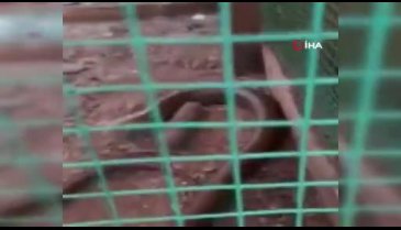 Bursa'da kümese giren oluklu kertenkele yılan zannedilince paniğe sebep oldu