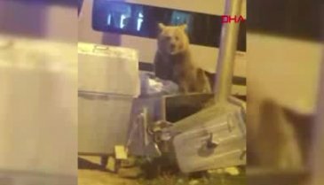 Bursa'da aç kalan ayılar çöp konteynerlerinde yiyecek aradı