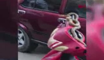 Bursa'da motosiklet üzerindeki yılanı omzuna alıp, poz verdi