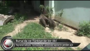 Bursa Hayvanat Bahçesi'nde bir ilk! (ÖZEL HABER)