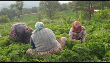 Bursa'nın dağ çileğinin hasadına başlandı
