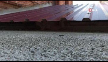Bursa'da mahsur kalan kedi için seferber oldular