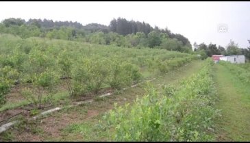 Bursa'da yaban mersininde dikim mesaisi