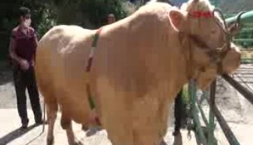 2 tonluk boğa, 60 bin liraya satıldı