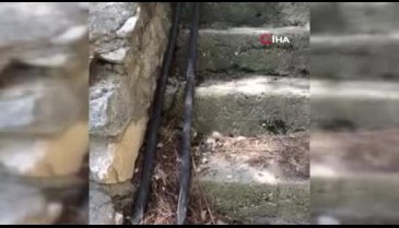 Bursa'da yılanın köpeğe saldırdığı anlar kameralara yansıdı