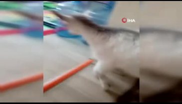 Bursa'da vatandaşlar evlerinde keçi besleyip altını bebek beziyle bağlıyor