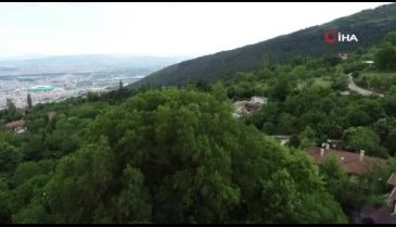 Bursa İnkaya Çınarı misafirlere kapılarını açtı