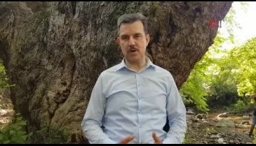 Bursa'daki bu çınar 1100 yaşında