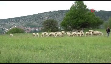 Bursa'da köylerine fabrika kurup ürettikleri peyniri Türkiye'ye satıyorlar