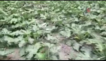 Bursa'da kabağın üzerindeki Allah lafzı şaşırttı