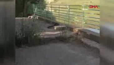 Mesire alanında yılanların çiftleşme dansı