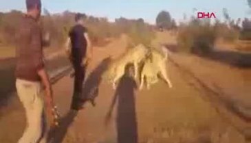 Köpekleri acımasızca dövüştürdüler