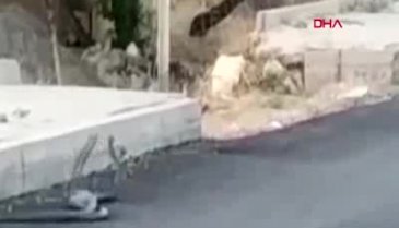 2 yılanın çiftleşme dansı görüntülendi