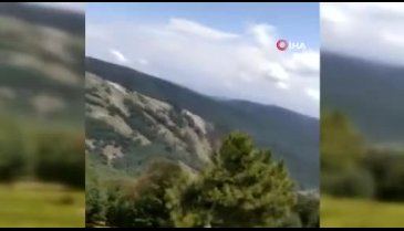 Bursa'da çoban köpeklerinin kovaladığı ayılar ağaca sığındı
