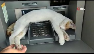 ATM'de uyuyan kedi görenleri gülümsetti