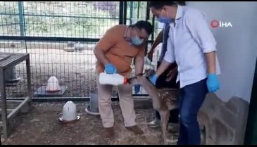 Bursa'da tedavileri tamamlanan yaban hayvanlar doğaya salındı