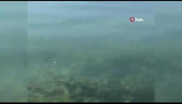 Bursa İznik Gölü'nde aynı bölgede çok sayıda yılan su üstüne çıktı!