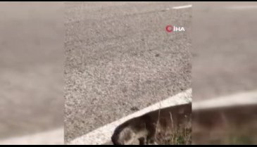 Bursa İznik Gölü'nde nesli tükenmekte olan su samuru karaya vurdu
