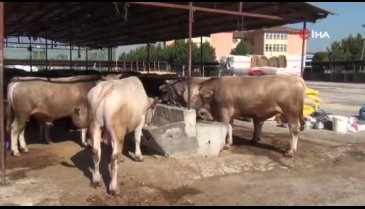 Bursa'da kurbanlıklar pazara indi