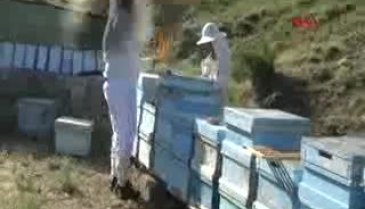 Arı sütünün kilosu 7 bin liradan alıcı buluyor