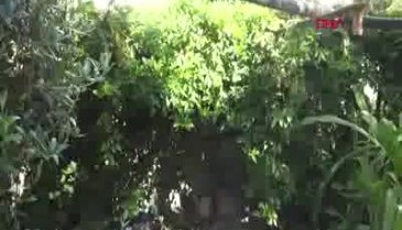 Passiflora meyvelerini 100 liradan satışa çıkardı