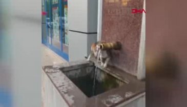 Bursa'da sokak kedisinin çeşmeden su içtiği anlar ilgi odağı oldu
