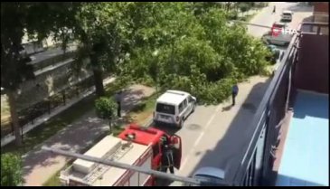 Bursa Gemlik'te tarihi çınar devrildi