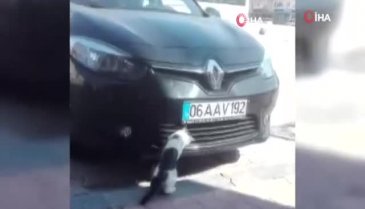 Kedinin serçe avı